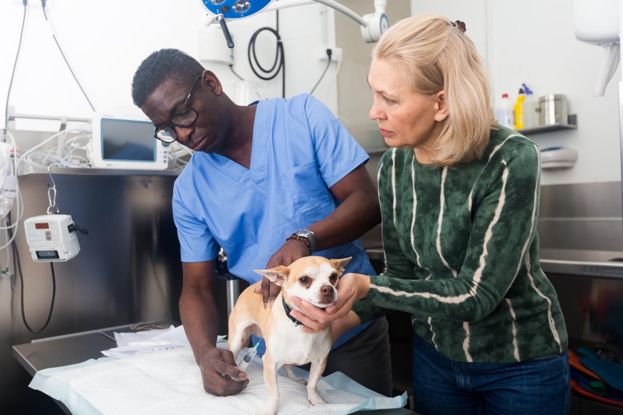 Why you should get pet insurance before your pet gets sick iworkRemotely