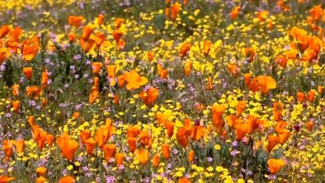 cbsn-fusion-wet-winter-leads-to-california-super-bloom-thumbnail-1912347-640x360.jpg 