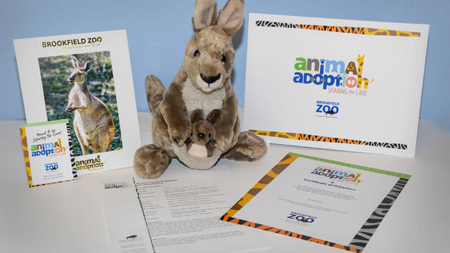 animal-adoption-package-troody-western-gray-kangaroo.jpg 