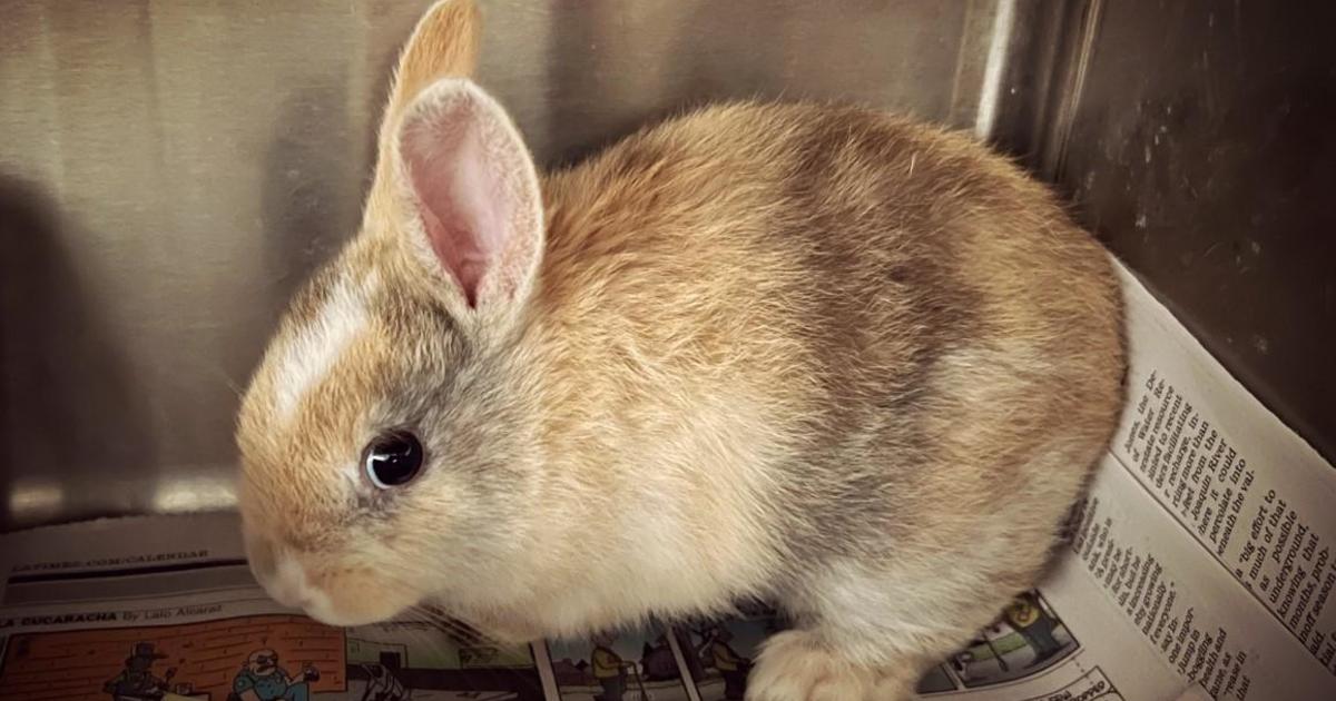 Bunny Breeding Operation Bust; Rescued Rabbits Need Foster Care - Cbs 