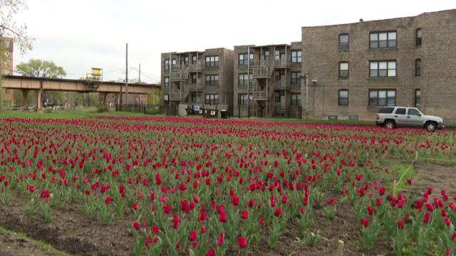 washington-park-tulips.png 