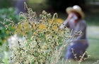 Allergies caused by ragweed 
