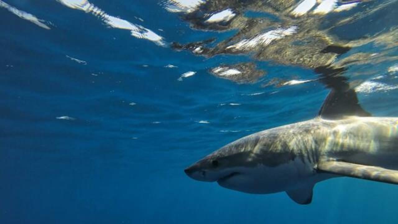 Scientists on the verge of unlocking the mystery of great white shark  mating - CBS News