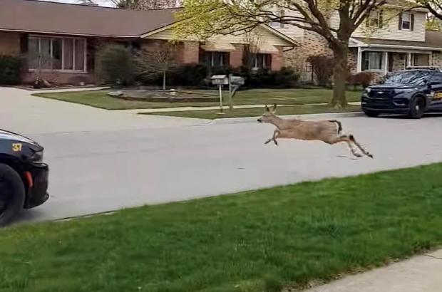 deer-runs-out-front-door-bay-county.jpg 