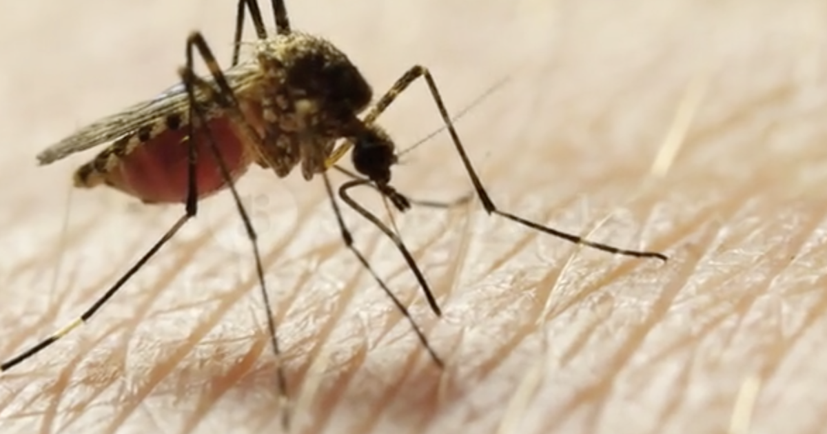 Miami-Dade offers tips on protecting against mosquito bites adhering to large rains