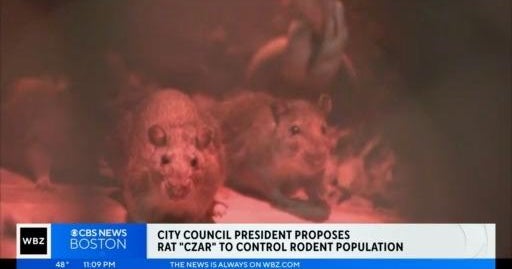 City Council President proposes 'rat czar' to control rodent population ...