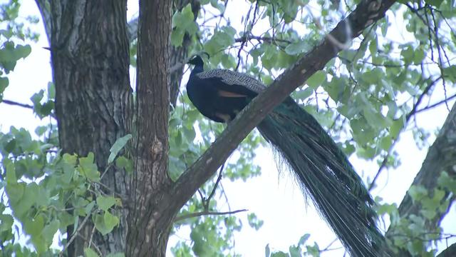 A peacock in a tree in the Bronx. 