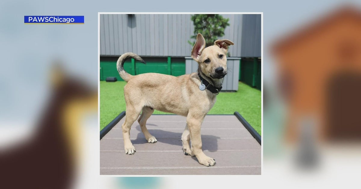 PAWS hosting contest for 2 tickets to Taylor Swift's Eras Tour at