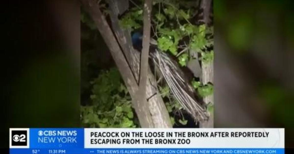 Vicious' peacock bites onlooker after escaping Bronx Zoo