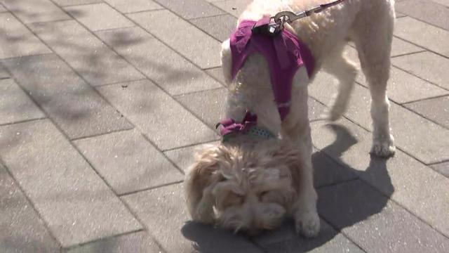 A dog on a leash sniffs the ground in New York City. 