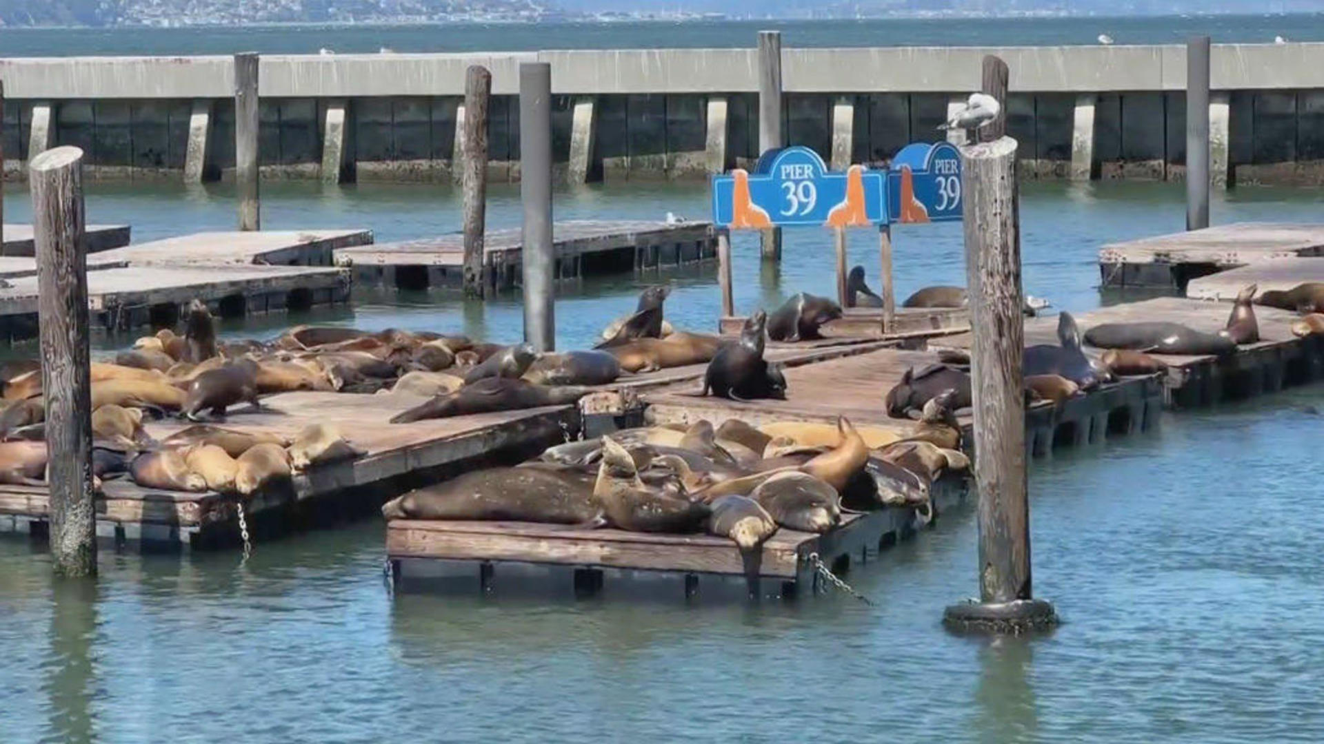 San Francisco Sea Lions