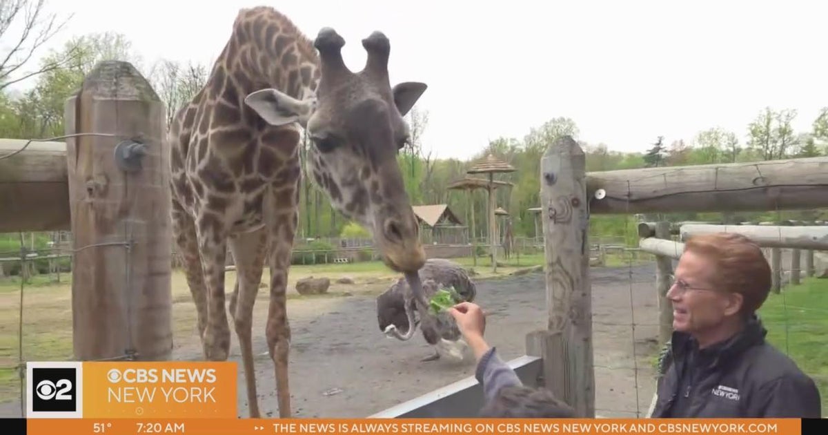 Turtle Back Zoo veterinarian CBS New York