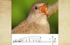 birdsong-1927740-640x360.jpg 