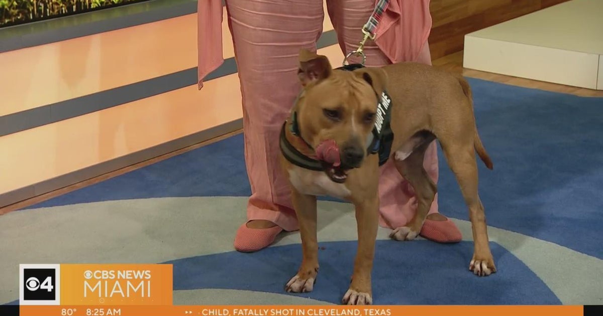 Nationwide Adopt a Shelter Pet Day, Expenses waived