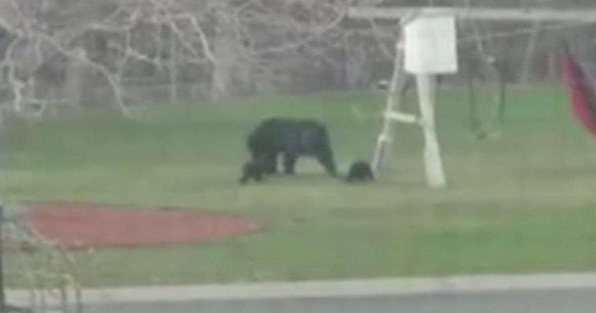 VIDEO: A family of black bears have been spotted in Maple Grove for the