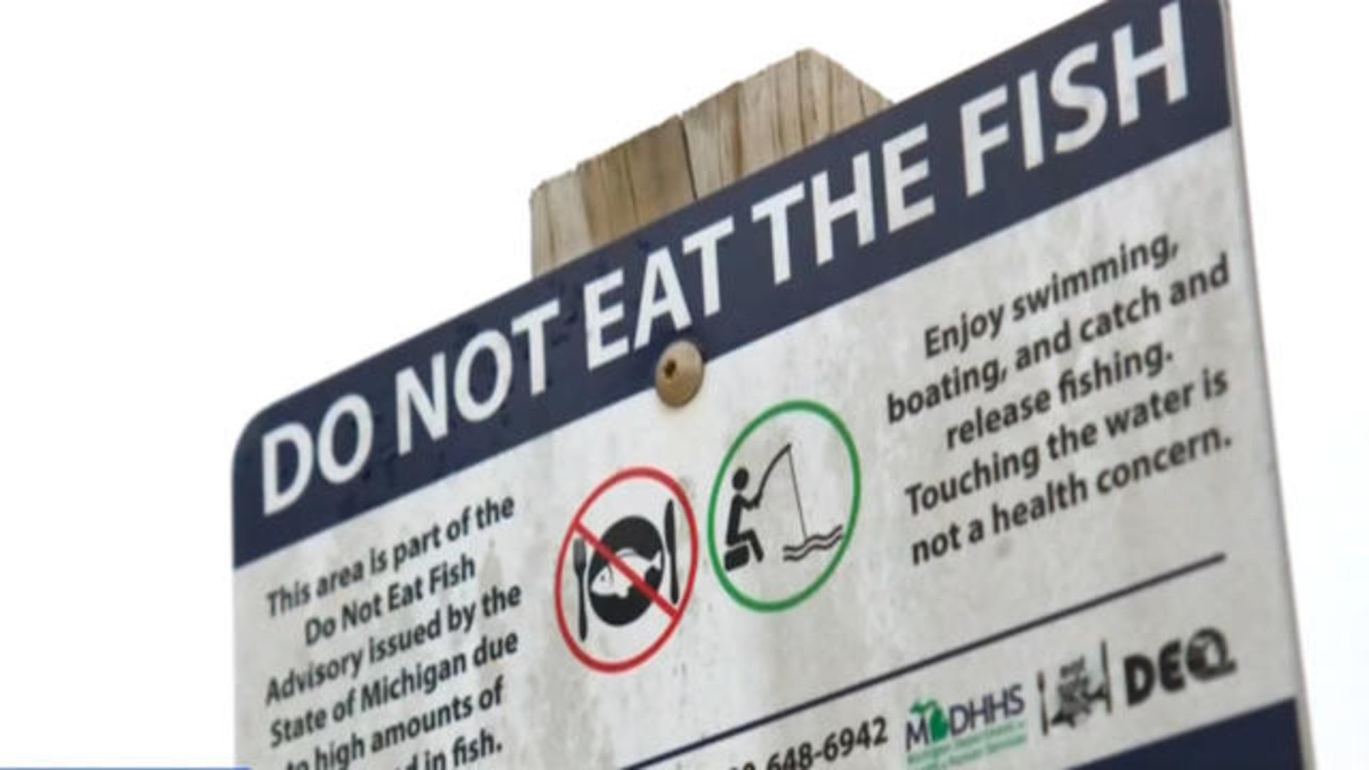 Forever chemicals in fish could be harming our health - Clean North