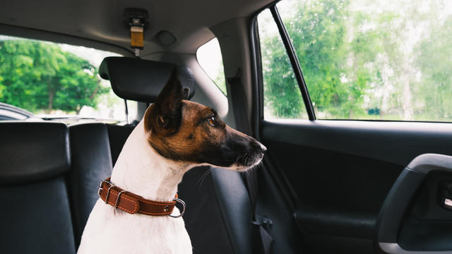 Fox terrier dog sits in the back seat of the car, waiting for people 