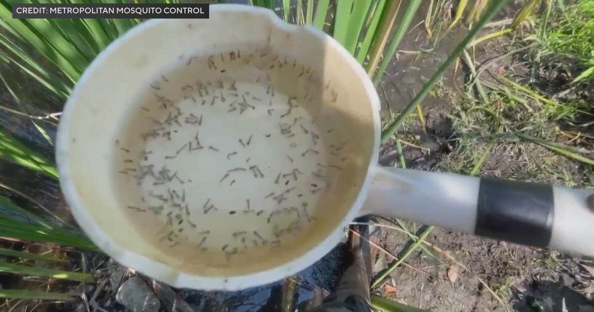 Why this mosquito season in Minnesota could be worse than most CBS