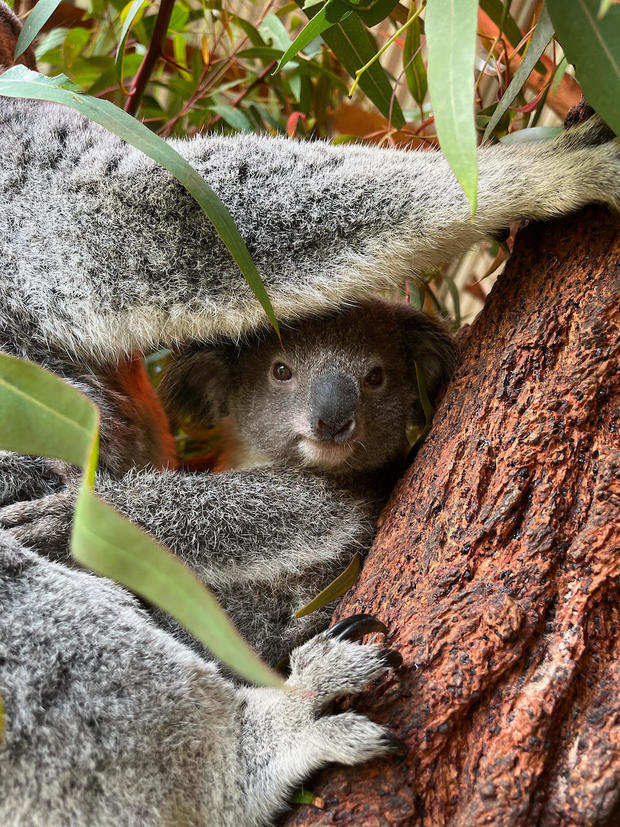 003-male-koala-joey-courtesy-of-the-los-angeles-zoo.jpg 