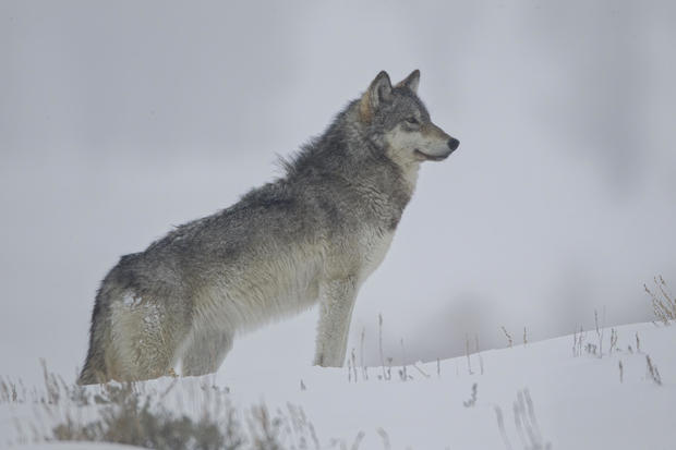 Gray Wolf in winter snow 