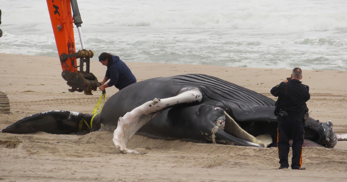 NJ GOP seeks wind projects halt to see if whales benefit - Vimarsana News