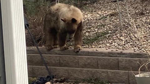 bear-parker.jpg 