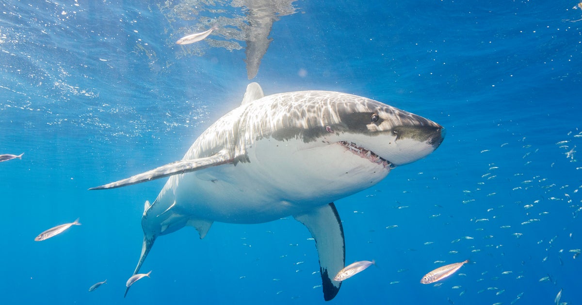 35-12 months-outdated fisherman airlifted soon after claimed shark chunk off Florida Keys, Officers say