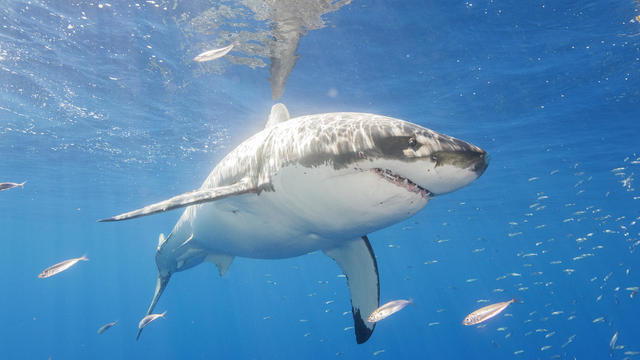 first-shark-sighting.jpg 