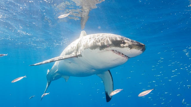 Shark kills teen girl swimming off Australia coast in country's third fatal attack in less than 6 weeks
