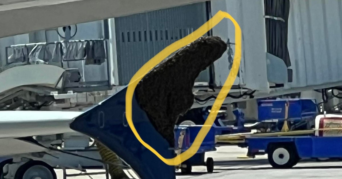 Abelhas em um avião: Delta Air Lines atrasou depois que um enorme enxame de abelhas ficou preso na asa do avião