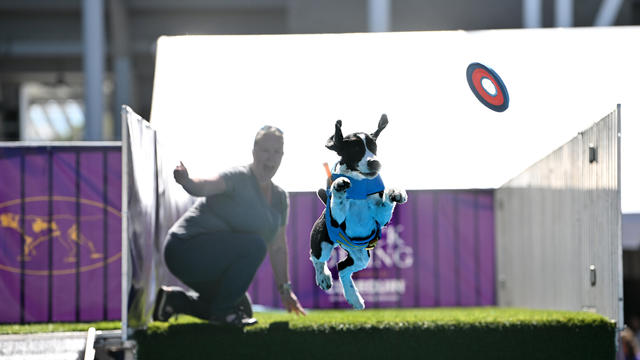 A dog performs during The 147th Annual Westminster Kennel Club Dog Show Presented by Purina Pro Plan - Canine Celebration Day at Arthur Ashe Stadium on May 06, 2023 in New York City. 