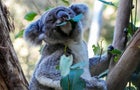 Koala Chlamydia Vaccinations 