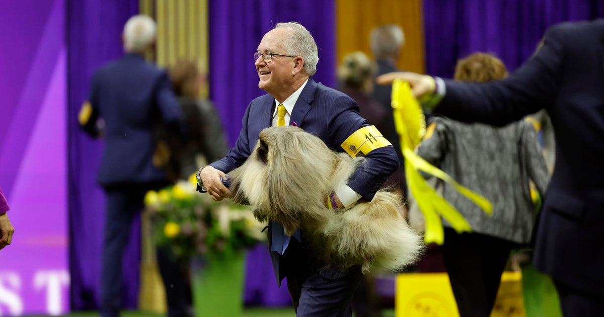Westminster dog show participants compete for top honors