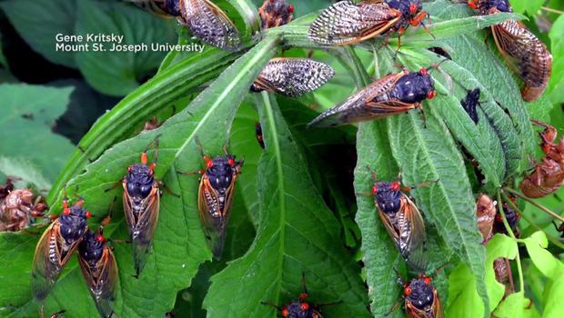 17-year-cicadas.png 