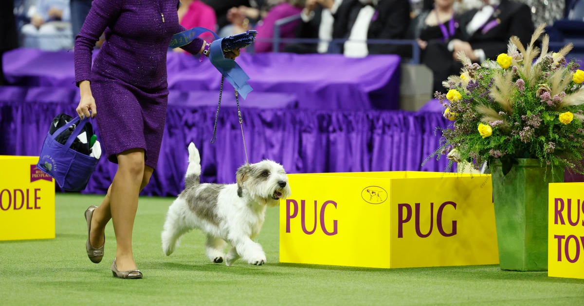 Palm Springs to swear in dog show winner 'Buddy Holly' as Canine Mayor ...