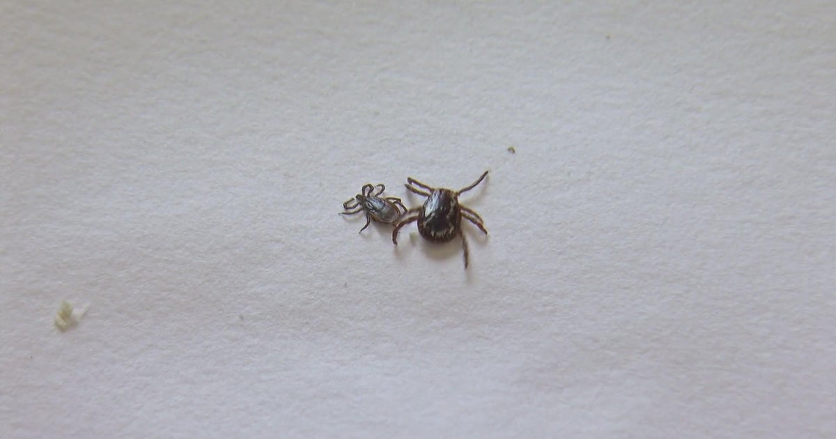Warm weather brings out ticks in Minnesota CBS Minnesota
