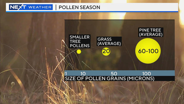 pollen2.jpg 