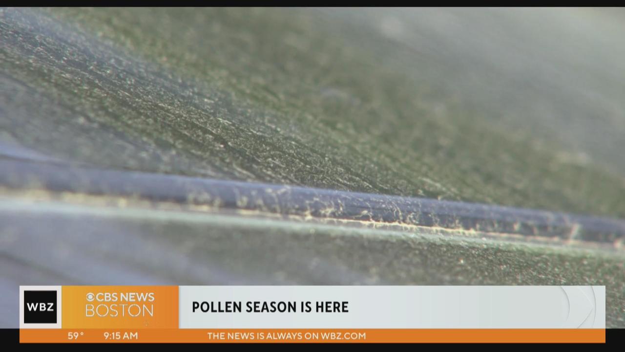 Pine Pollen Time in the Northland - Duluth News Tribune