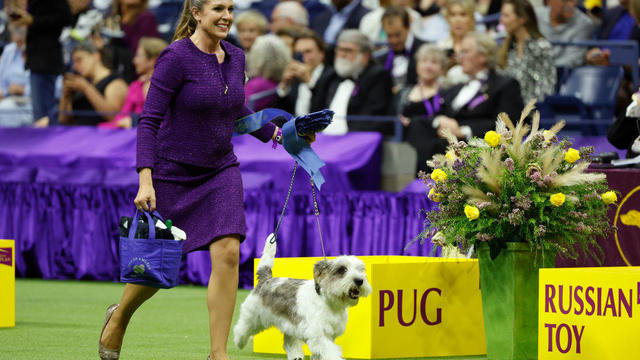 147th Annual Westminster Kennel Club Dog Show Presented by Purina Pro Plan 