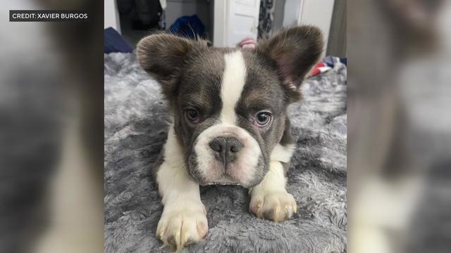 A 5-month-old French bulldog puppy named Enzo 