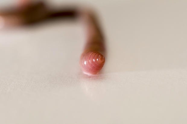 Earthworm on white background showing the head of the worm. 