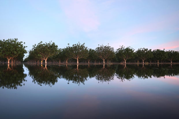 California's Central Valley flooding Tulare Lake pistachio trees