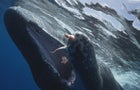 whale-breakout.jpg 
