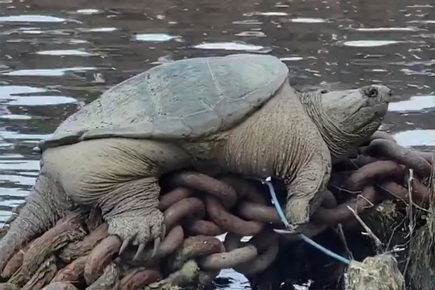 Chonkosaurus-Snapping Turtle-Chicago 