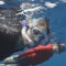Conservationists work to protect sperm whales off Caribbean island