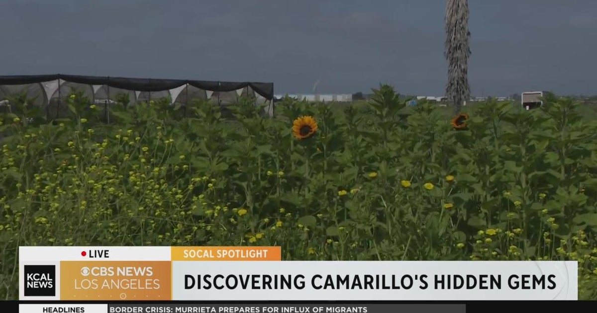 SoCal Spotlight McGrath Family Farm in Camarillo CBS Los Angeles