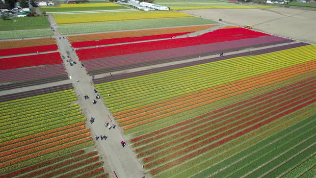 tulip-fields-aerial-view.jpg 