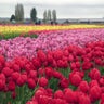 tulips-a-1280.jpg 