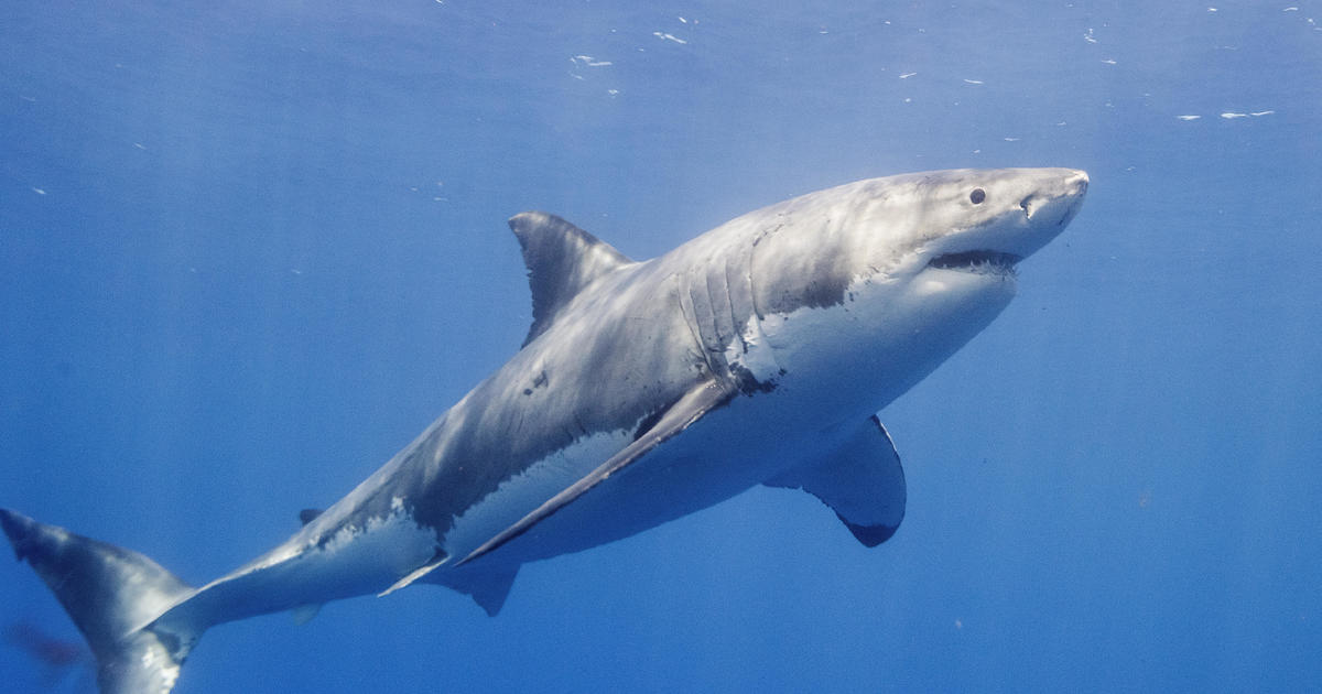 Uma turista morre após perder a perna em um ataque de tubarão enquanto navegava nas Ilhas Canárias