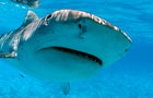 Tiger sharks are found around the northwestern islands of Hawaii. 